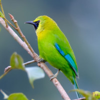 Blue-winged Leafbird